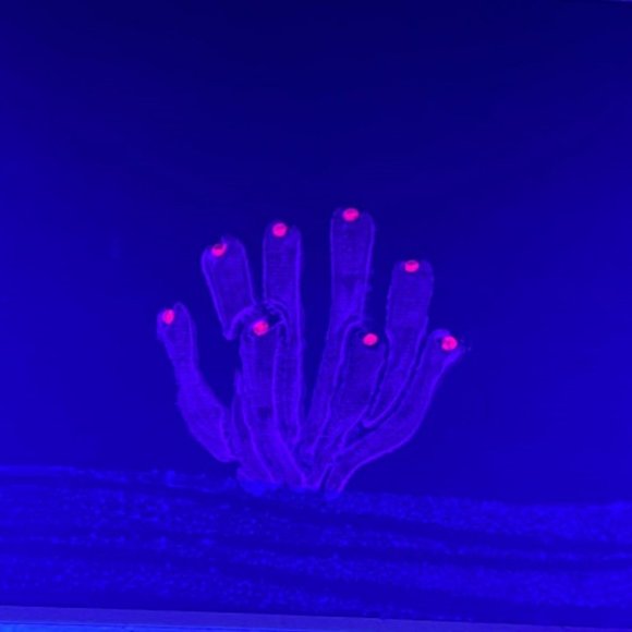 UV BLACKLIGHT CORAL PAINTING Black Canvas Coral Saltwater Reef Ocean Life Art - Picture 1 of 3